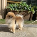 강아지산책 이미지