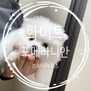 화이트 펫 컨넬 | 화이트 포메라니안 분양 후기 브리더하우스