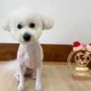 댕바이미 이미지