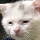 빽다방 미사센트럴자이점 | 사실 제가 지금 누워있어야 돼요