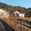담안농장 Daum카페