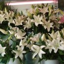 남호민박 이미지