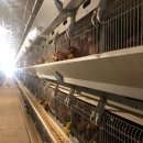 자유농장 이미지