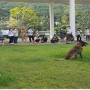 반려동물관리사과정 이미지