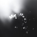 향그리움