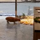 뽀뽀식당 이미지