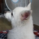 어메이징펫 이미지