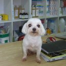 오수의과동물병원 이미지