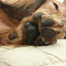 그레이스펫그루밍스튜디오 이미지