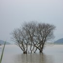 버드나무 이미지