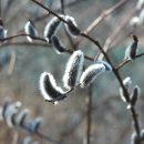 버들피리 이미지