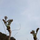 영동에서 청송까지 이미지