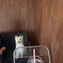 수성유치원 | 수성구반려견카페 &#39;개팔상팔&#39; 애견카페 수성못애견카페 수성구애견유치원 방문 후기