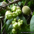 개다래열매 효능 주의사항 복용법 -자연산 개다래판매-효소 만드는 방법 이미지