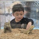 애니멀스쿨 이미지