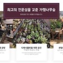 가행나무 이미지