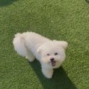 몽시오 이미지
