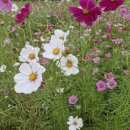 신풍면 행정복지센터 이미지