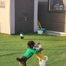 우당탕탕 사고뭉치 이미지