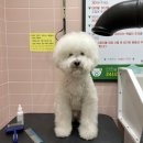 버블독스 대연혁신 지구점 | 대연동 무인셀프애견목욕 쾌적한 버블독스에서 멍빨했어요