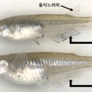 송사리