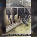 인간 위해 죽도록 달렸는데…은퇴한 경주마 '사료용'으로 도축 이미지