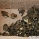 우리오리농장 이미지