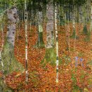 Birch grove / 자작나무 숲으로 2 이미지