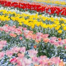 빛(꽃)의정원 이미지