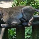 포레스트 김밥 이미지