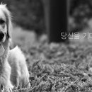 싸다구펫 이미지