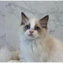 강아지와 고양이 이미지
