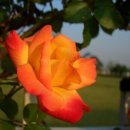 들꽃피는언덕 이미지