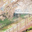 반포천 | 올해 서울 벚꽃 명소 추천 반포천 허밍웨이길