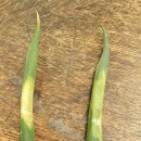 부산농약종묘사 이미지