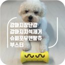포유덴탈 | 강아지장난감, 강아지치석제거 슈퍼포우덴탈츄부스터 후기!