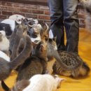 청춘 고양이 카페 이미지