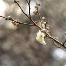 매실나무 Prunus mume (Siebold) Siebold & Zucc. 종 이미지
