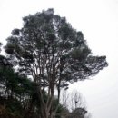 [이지용기자의 老巨樹이야기] 칠곡군 왜관읍 낙산리 천 가지 소나무 이미지