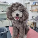 쁘리에숑 이미지