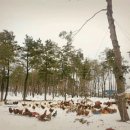 숲에서 온 유정란 이미지