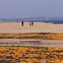 간세다리 이미지