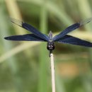 나비잠자리 이미지