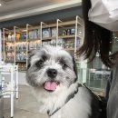더클래스동물메디컬센터 | [내돈내산] 강아지 건강검진 후기, 정자동 24시 더클래스 동물메디컬센터