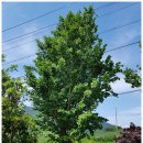 나로도형제섬민박 이미지