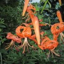 복중농장 이미지