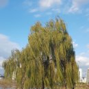 노들섬의 크리스마스 트리 이미지