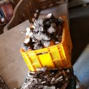 엉게나무 이미지