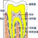 우리들치과병원 | 아기 유치 파절, 대학병원 소아치과 검진 후기