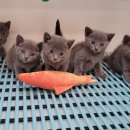 고양이전문점 허니캣 이미지